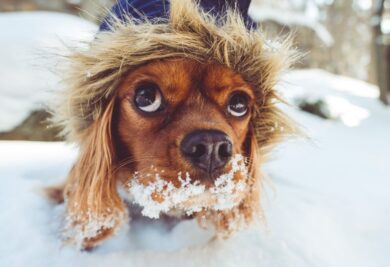 As atividades físicas durante o inverno são importantes para a saúde do seu cachorro - Foto: Canva