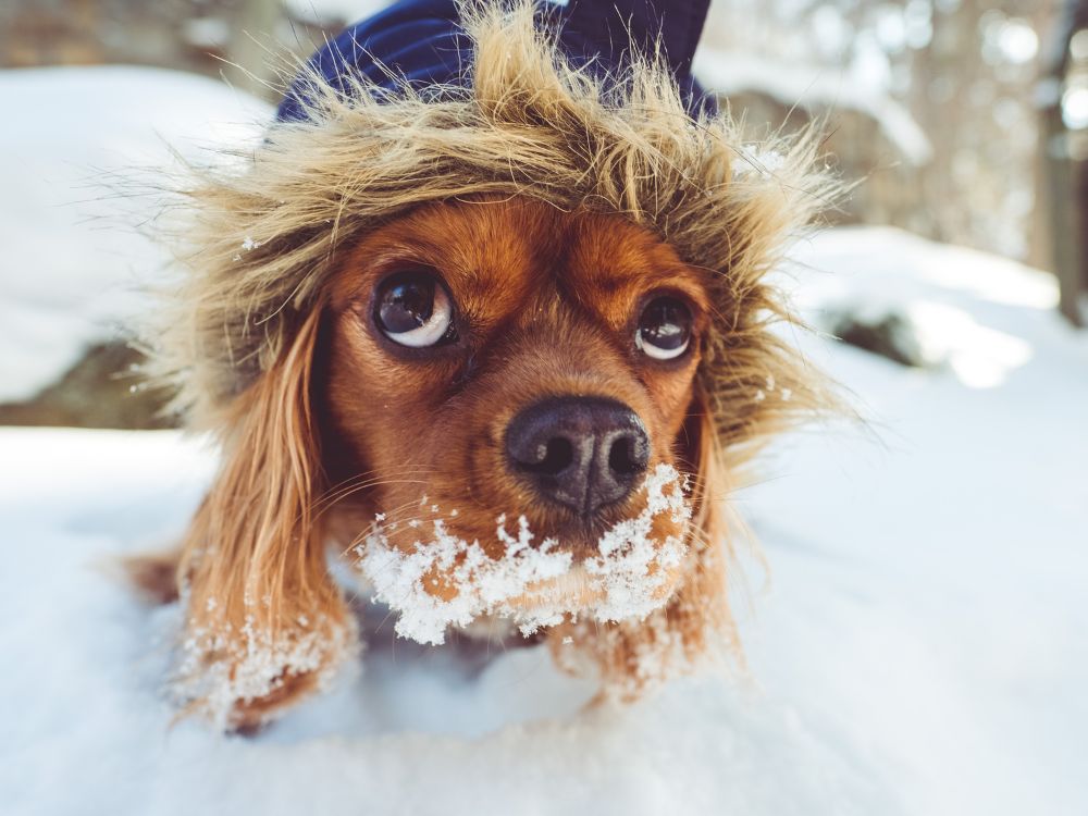 cão na neve