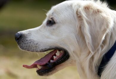 Cachorro com a língua de fora - Foto: Canva