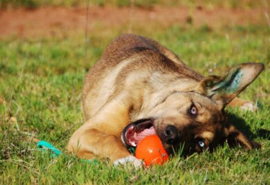 Cachorro deitado no parque roendo o seu brinquedo - Foto: Canva