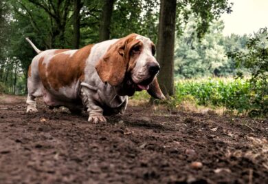 A lonely cute white and brown basset hound dog in the forest during daytime
