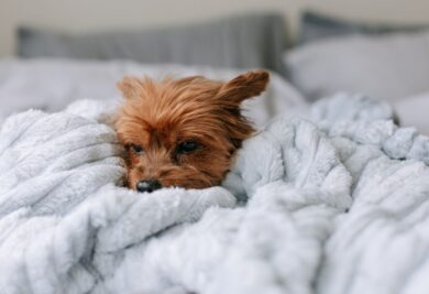 Dormir com segurança é essencial para o seu cão. Escolha uma cama projetada especificamente para pets e proporcione o conforto que eles merecem!
