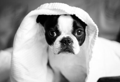 Cachorro com uma coberta - Foto: Canva