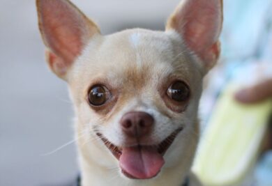 Chihuahua - Foto: Canva