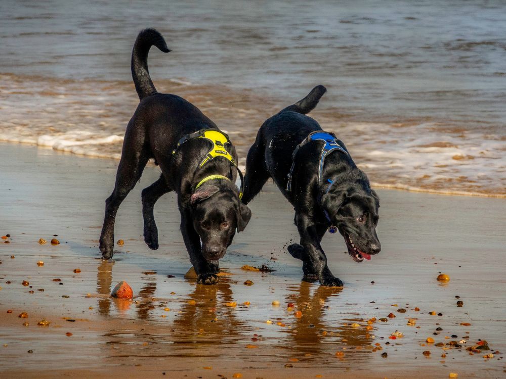dois cachorros na praia