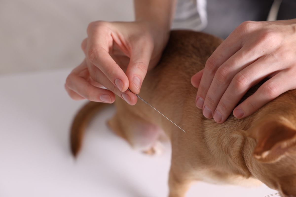 acupuntura para cachorro