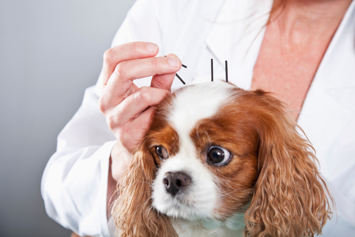 acupuntura para cachorro 