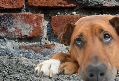 O cachorro pode comer reboco de parede por curiosidade e espírito exploratório. Foto: Canva