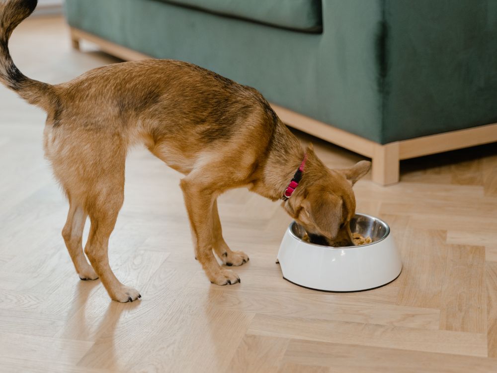 distúrbios alimentares no cachorro