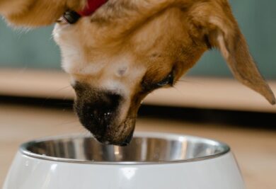 A rotina na alimentação do cachorro traz benefícios para a saúde, controle de peso e digestão. Foto: Canva