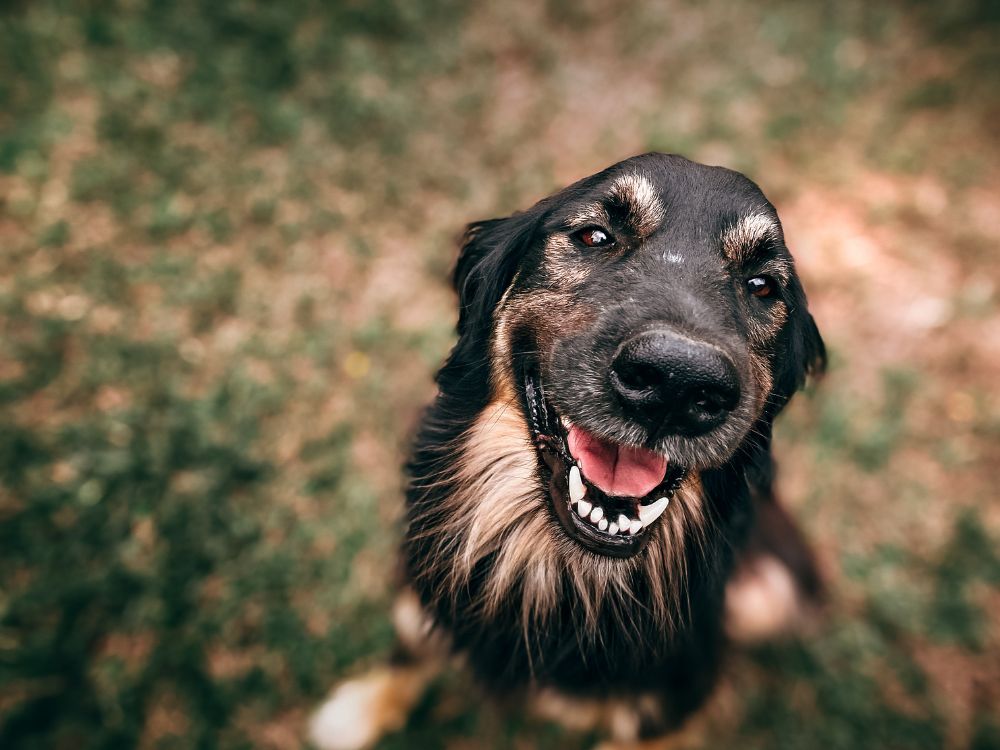 cão sorrindo