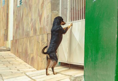 O tamanho e o comportamento do cachorro são cruciais para determinar o tipo e tamanho do portão. Foto: Canva