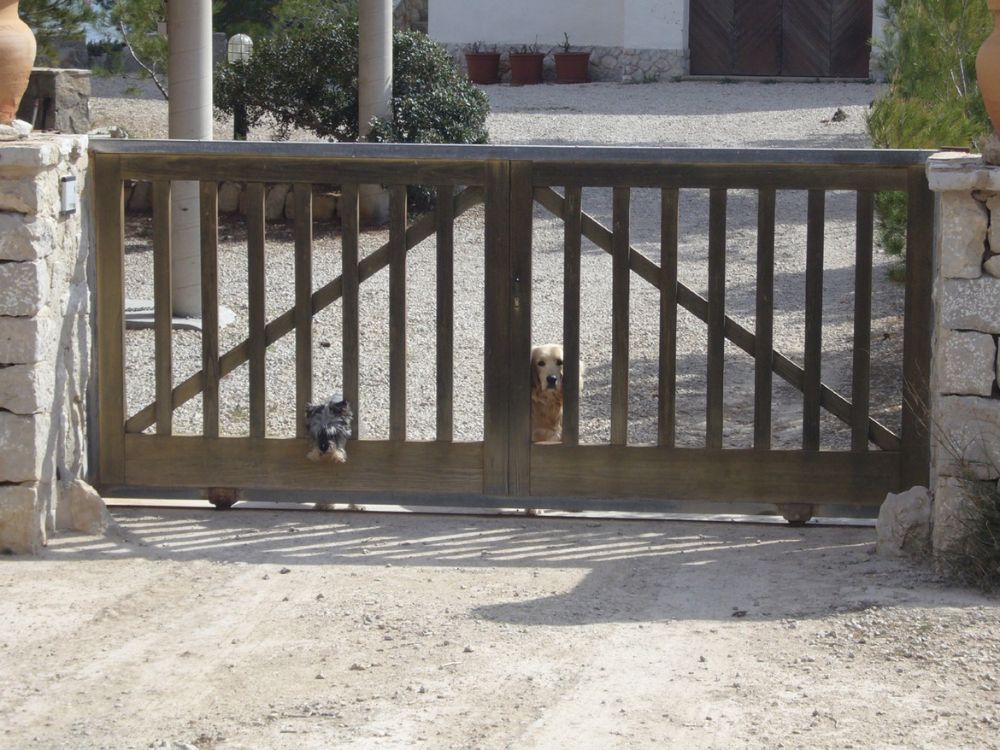 cachorros no portão