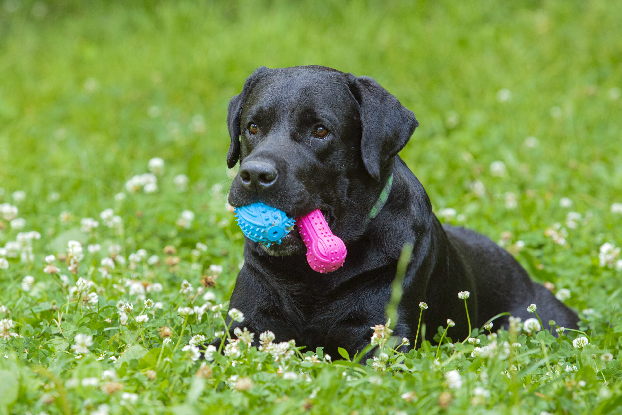 black-labrador-with-toys-its-mouth-green-meadow