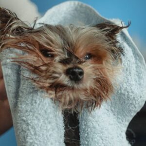 Secar os pelos do cachorro após o banho preserva sua saúde e conforto. Foto: Canva