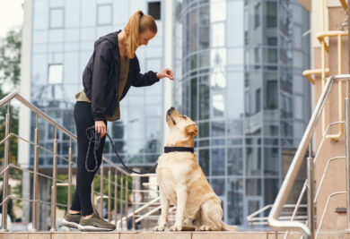 Owner and labrador retriever dog in the city. Attractive sporty woman with dog. Golden retriever.