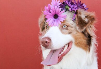Cachorro com flores na cabeça - Foto: Canva