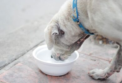 Ração úmida ou seca? A escolha pode influenciar a quantidade de água que seu cão bebe. Foto: Canva