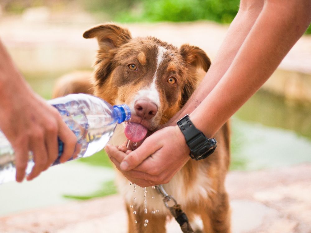 Quanta água o cachorro precisa beber
