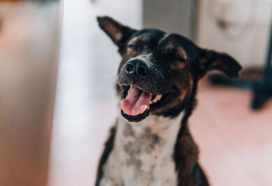 Cachorro com semblante feliz. Foto: Canva.