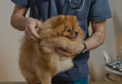 Cachorro sendo examinado pelo veterinário. Foto: Canva.