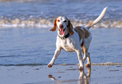 Cachorro feliz e contente passeando pela praia. Foto: Canva.