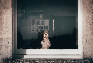 Cachorro com ar de pensativo enquanto olha pela janela. Foto: Canva.