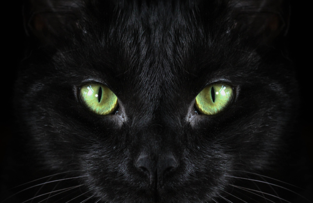 olhos do gato 