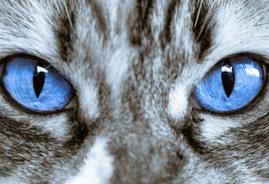 olhos do gato - Foto: Canva