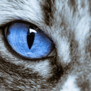 olhos do gato - Foto: Canva