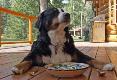 Cachorro do lado do seu pratinho de comida que está vazio. Foto: Canva.