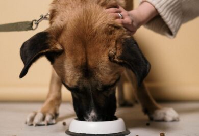Tutora acariciando cachorro que está comendo ração. Foto: Canva.