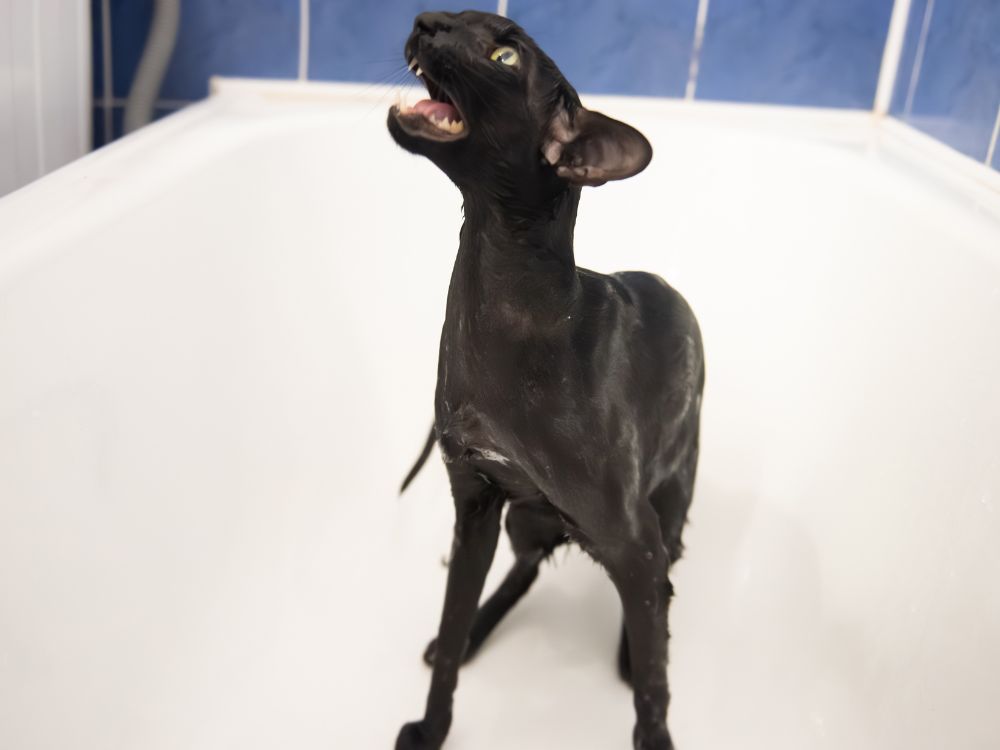 Como dar banho no gato