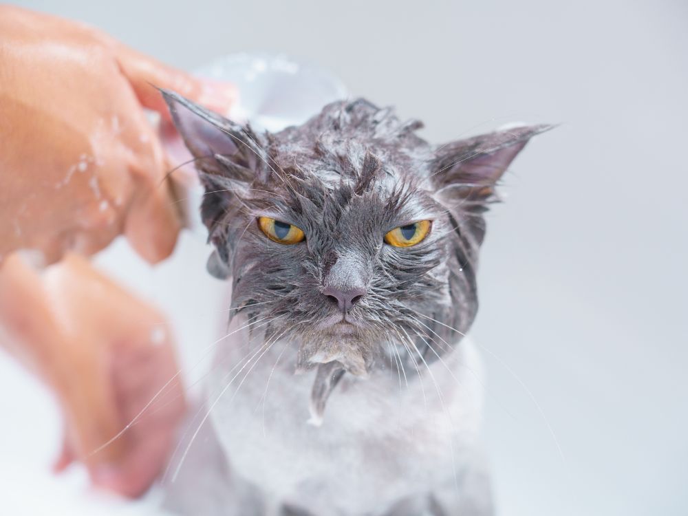 Como dar banho no gato