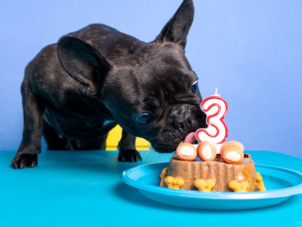 Decoração de aniversário para cachorro