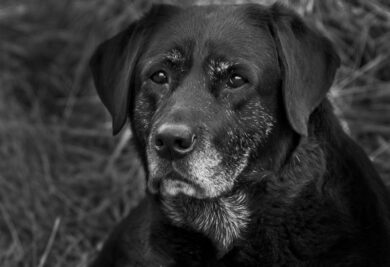 Cachorro idoso com pelos grisalhos. Foto: Canva.