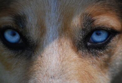 Foco no olhar do cachorro de caça. Foto: Canva.