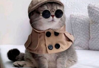 Gato estiloso com colete, boina e óculos. Foto: Canva.