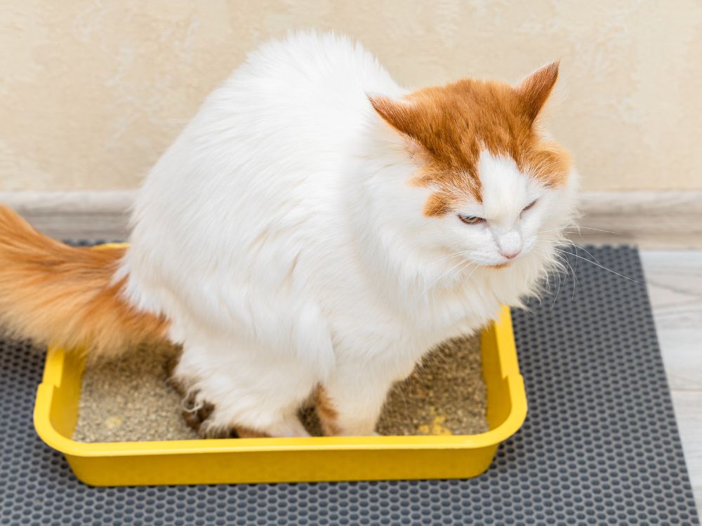 Como eliminar cheiro de xixi de gato?