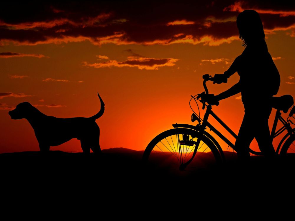 Como levar o cachorro para passear de bicicleta?
