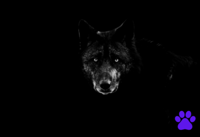 lobo preto - Foto: Canva