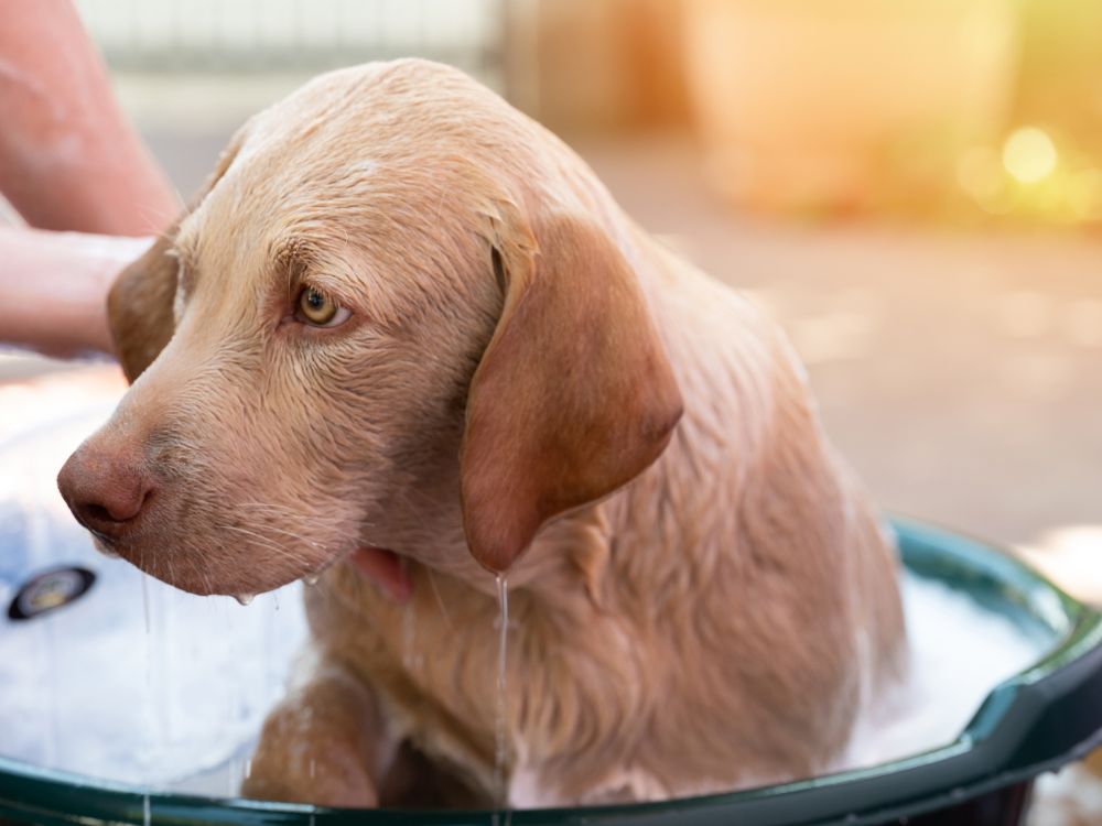 Evite estes erros ao dar banho no cachorro