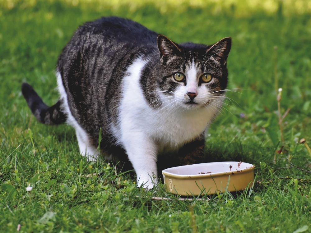 O que gato não pode comer de jeito nenhum?