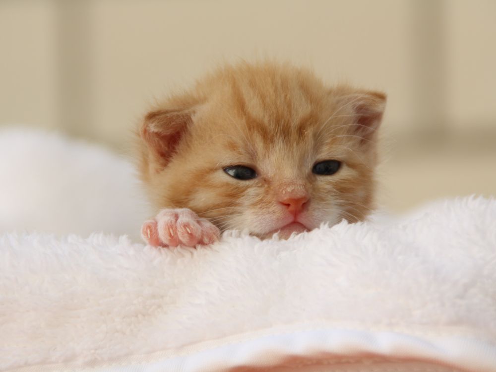cuidar de gato recém-nascido abandonado