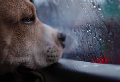 Cachorro olhando pela janela do carro. Foto: Canva.