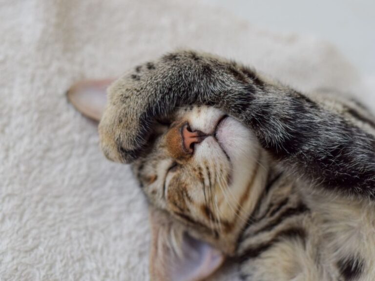 Gato esfregando a patinha no rosto. Foto: Canva.