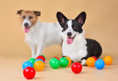 Cachorros com bolinhas coloridas. Foto: Canva.