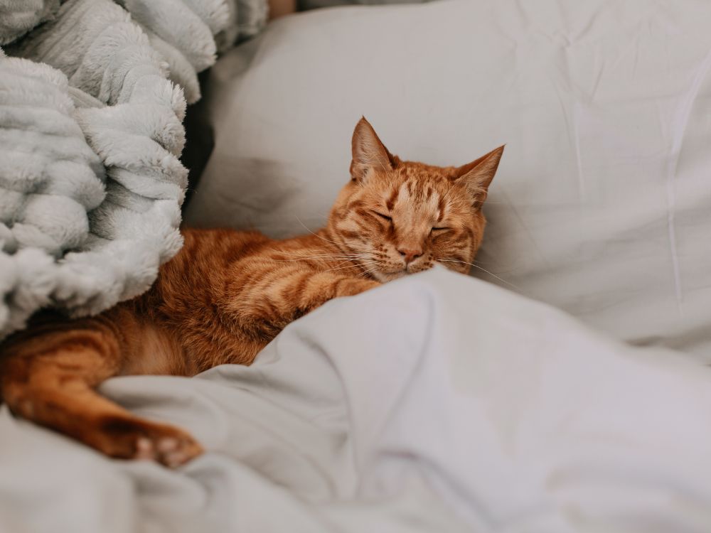 Gato pode dormir na cama com o dono?