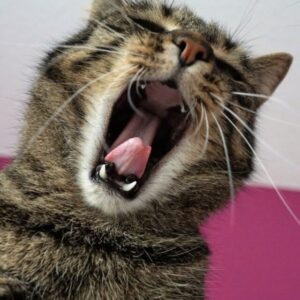 Gato bocejando. Foto: Canva.
