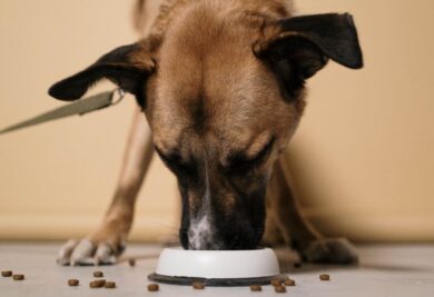 Cachorro comendo e espalhando ração no chão. Foto: Canva.